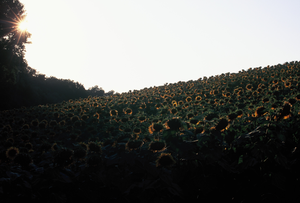 vignette_05
