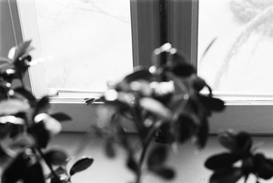 vignette_10