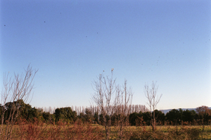 vignette_12