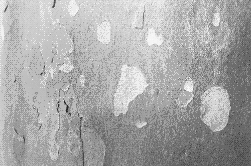 cover-pileouface