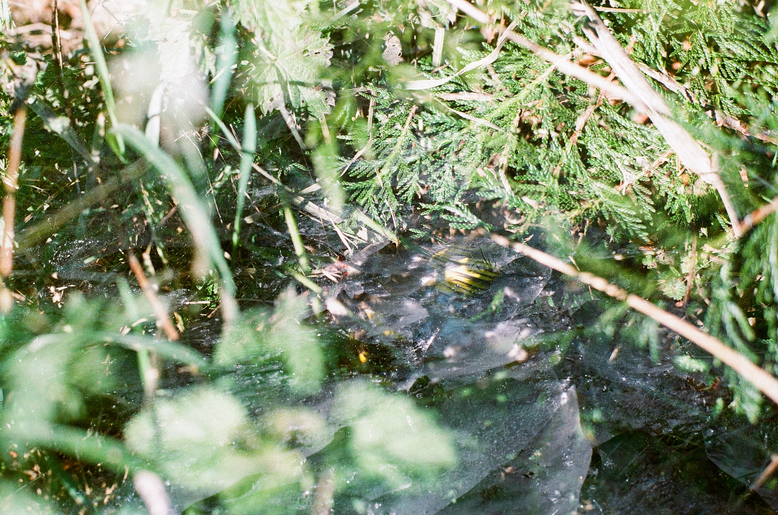 album-photo