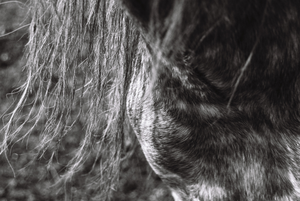 vignette_06
